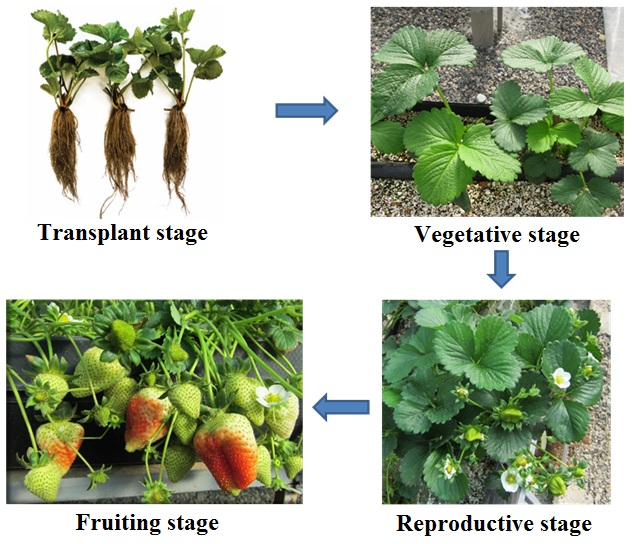 Quantitative and qualitative characteristics of fruit of some strawberry cultivars under hydroponic cultivation 