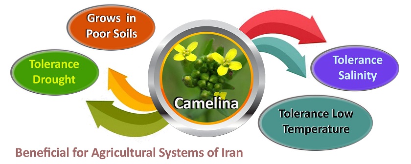 Camelina, an adaptable oilseed crop for the warm and dried regions of Iran 