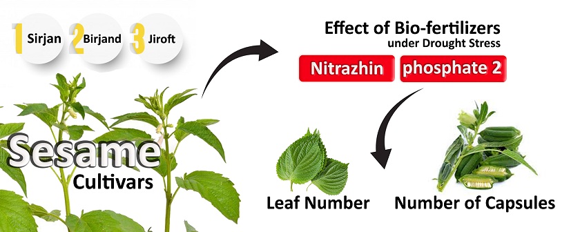 Studying the effect of bio-fertilizers on the yield of <i>Sesamum indicum</i> genotypes under drought stress 