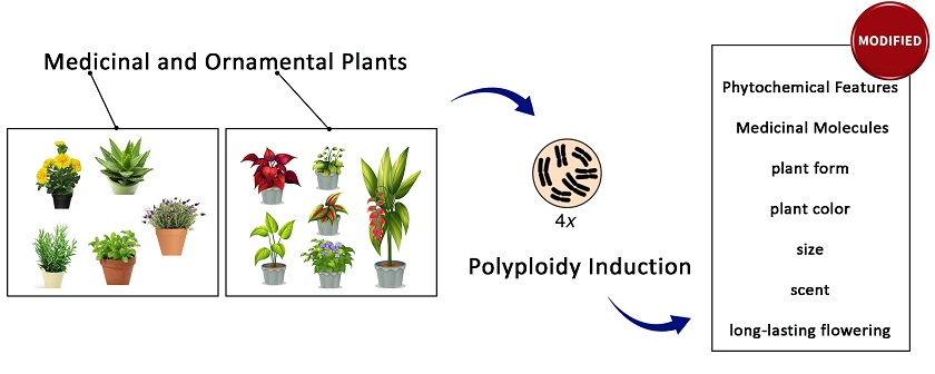 Studies on polyploidy induction for improvement of quality traits in ornamental and medicinal plants 