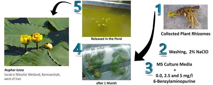 Effect of 6-Benzylaminopurine on micropropagation of <i>Nuphar lutea</i> as an endangered species 